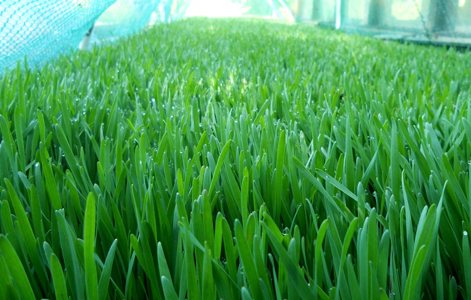 Growing spelt grass